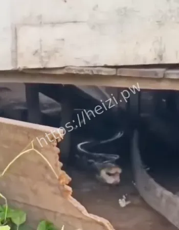 泰国蟒蛇吃人事件